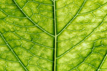 close up of a leaf