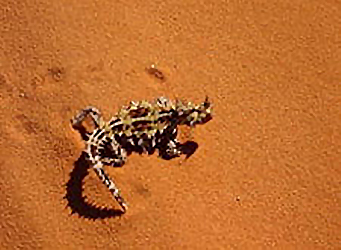 photo of Thorny Devil lizard