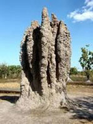 termite mound