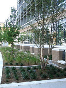 building on left with planting in front of it showing the condensate used to irrigate the landscape